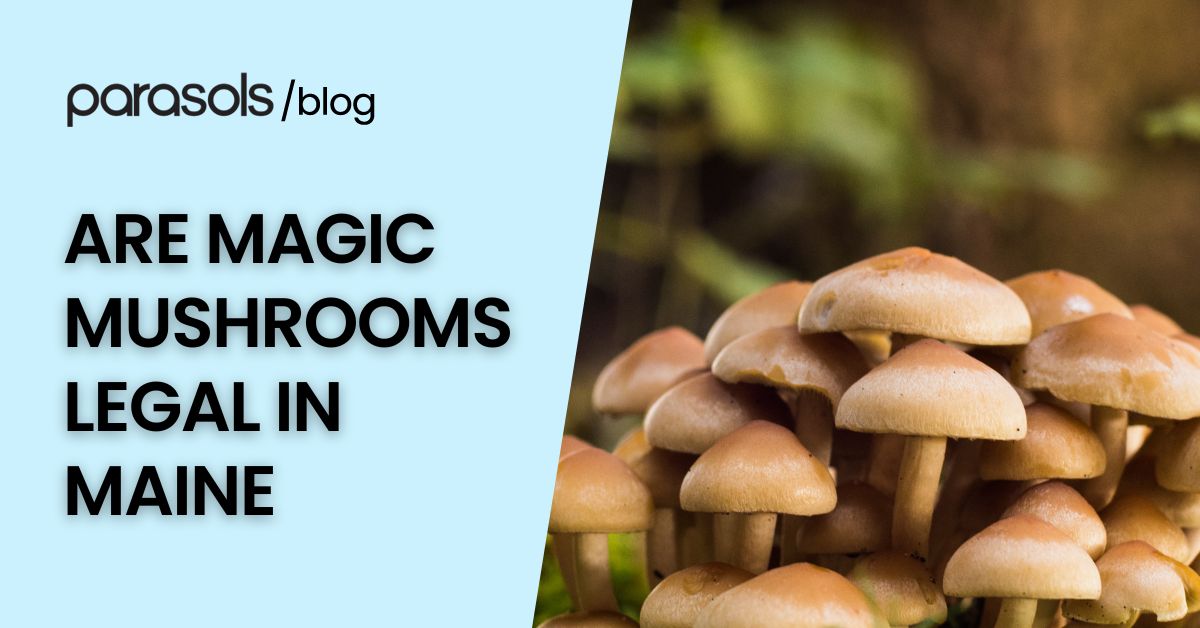 are magic mushrooms legal in Maine featured image