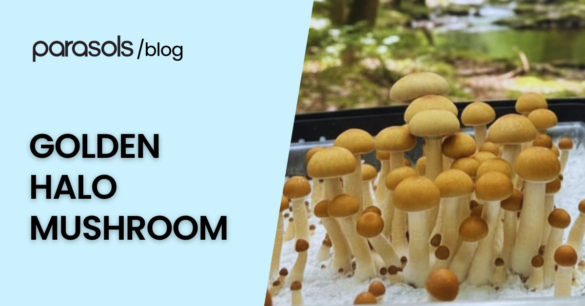 golden halo mushroom featured image