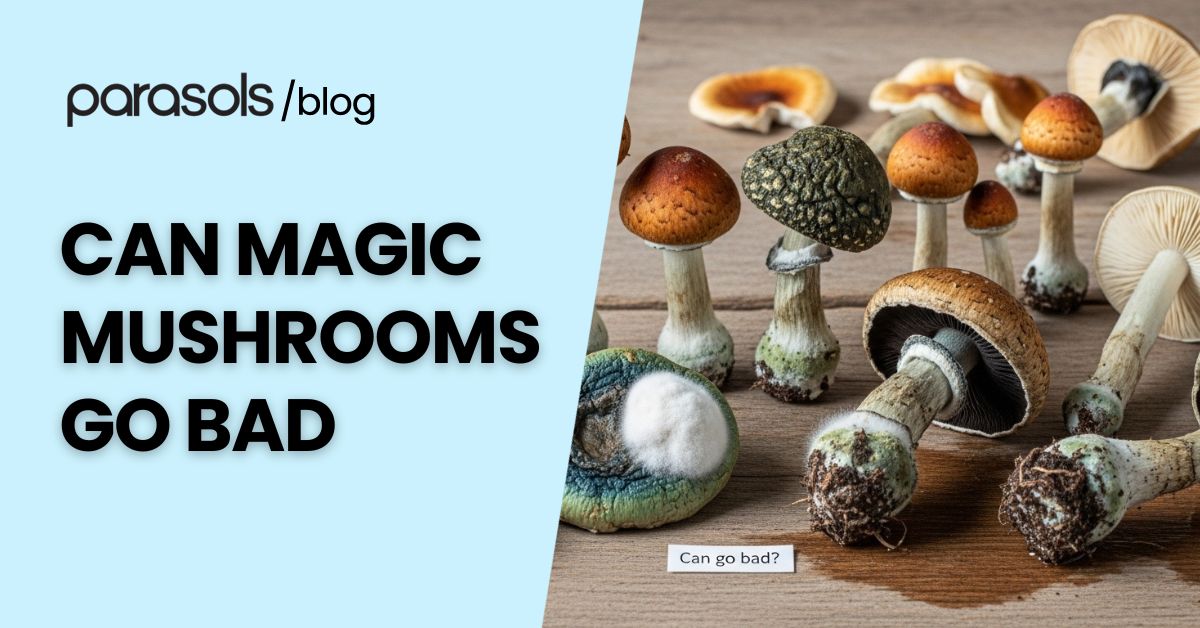 can magic mushrooms go bad featured image