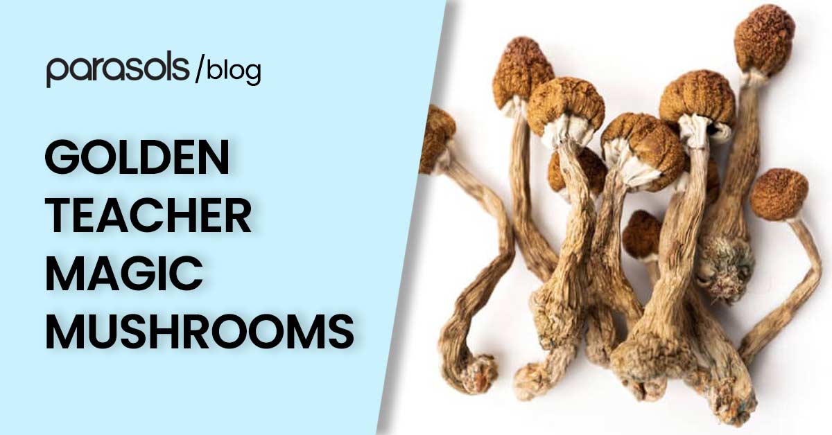 Golden Teacher Mushroom: Nature’s Guide to Enlightenment