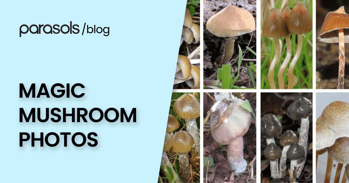 Magic Mushrooms Photos: A Visual Guide to Identifying Psilocybe Species