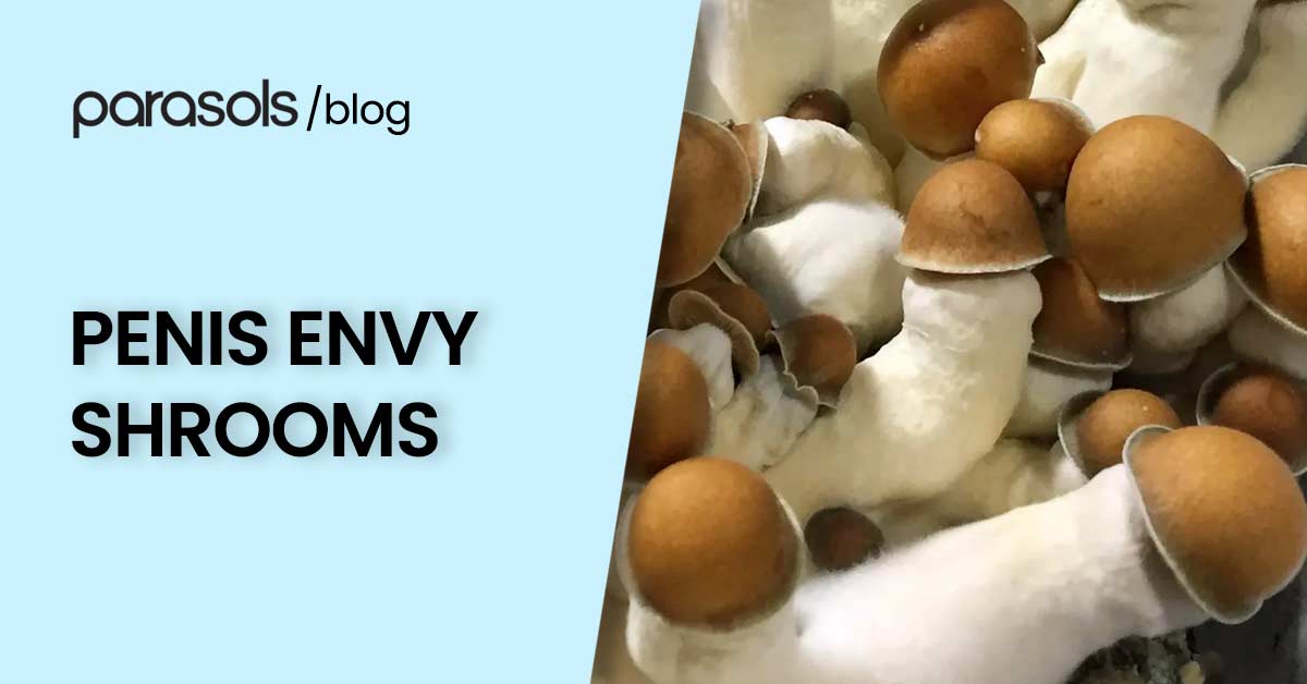 Penis Envy Shrooms: The Myth, The Mushroom, and the Mind