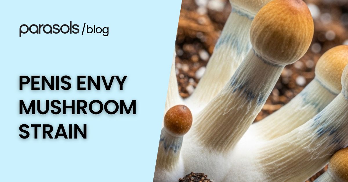 Close-up of the penis envy mushroom strain with thick stems and small caps, a psilocybe cubensis variety known for its potency and distinctive appearance.