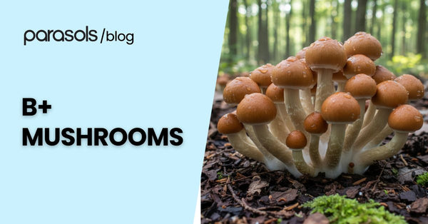 B+ Mushrooms: 4 Amazing Traits of this Shroom Strain