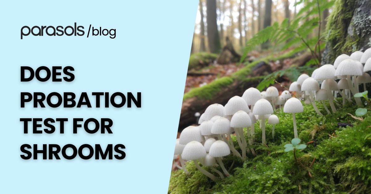 Does probation test for shrooms featured blog image showing white mushrooms in a forest with bold text title about probation drug testing.