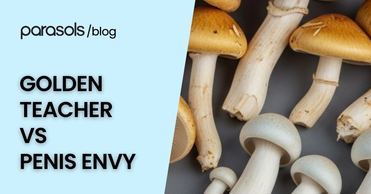 Golden Teacher vs Penis Envy mushrooms side by side, comparing golden caps with thick stems for an educational visual guide.