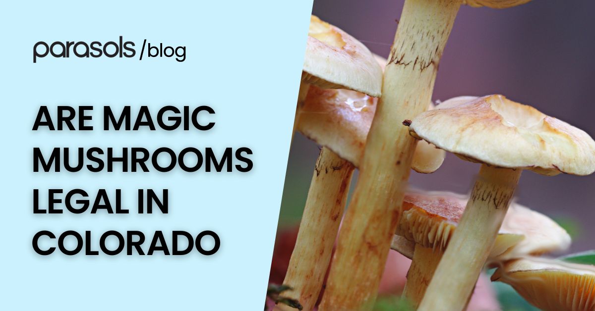 are magic mushrooms legal in Colorado featured image