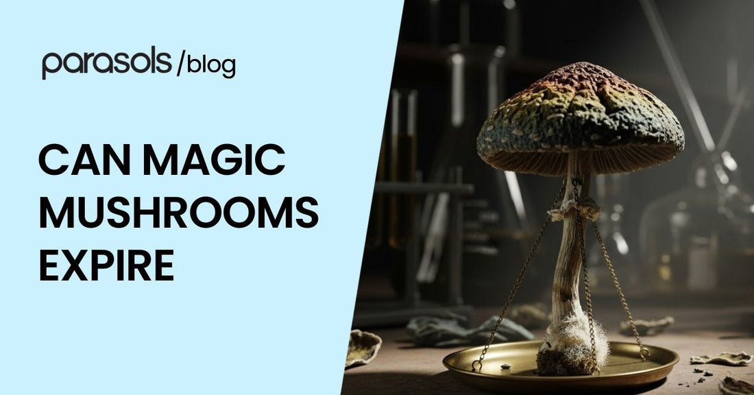 can magic mushrooms expire featured image