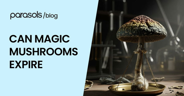 Can Magic Mushrooms Expire? 6 Signs to Check