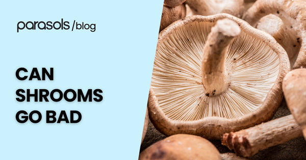 Can Shrooms Go Bad? 6 Tips to Preserve Mushroom Shelf Life