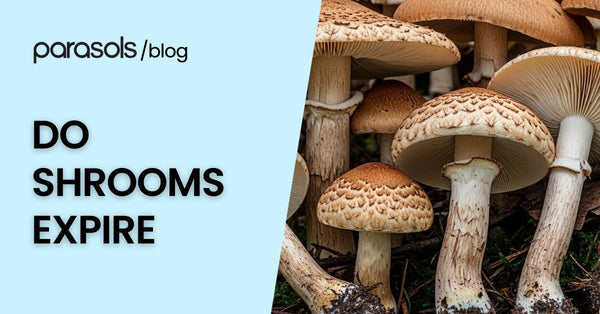 Do Shrooms Expire? 4 Dangers of Eating Expired Shrooms