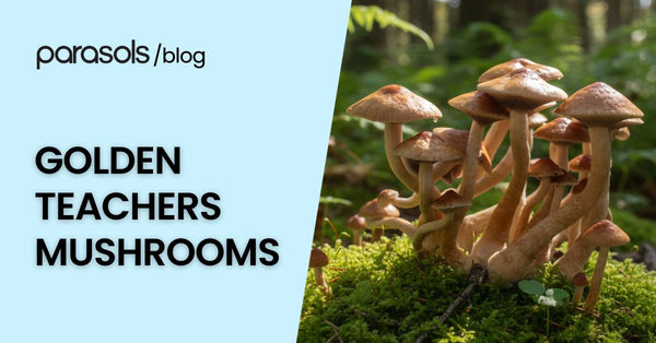 Golden Teachers Mushrooms: 3 Qualities of this Popular Shroom