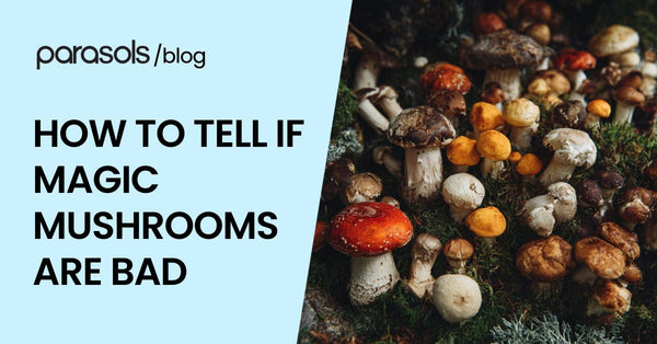 How to Tell If Magic Mushrooms Are Bad: 5 Warning Signs