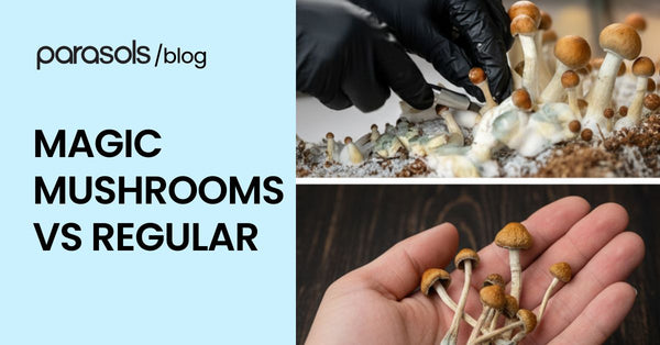Magic Mushrooms Vs Regular: 8 Factors That Set Them Apart