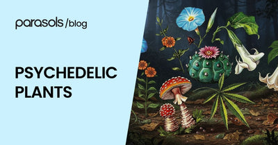 psychedelic plants featured image