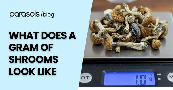 What Does a Gram of Shrooms Look Like? 5 Buying Tips
