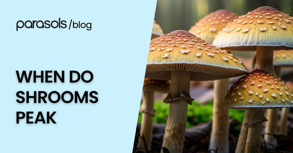 When Do Shrooms Peak? Understanding Psilocybin’s Timeline, Effects, and Risks